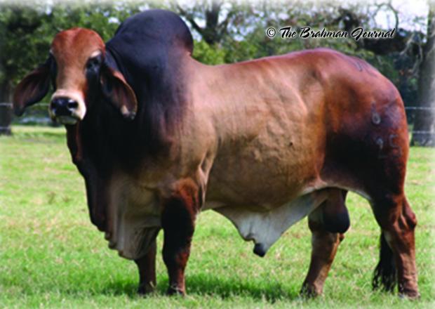 +VL Rojo Bravo 6/125 - Sire of Embryos