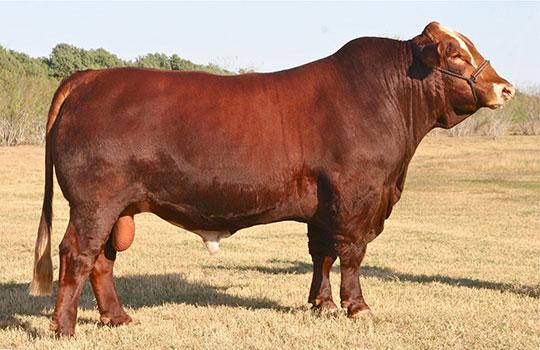 Sire: Red Bullet Sire: Red Bullet