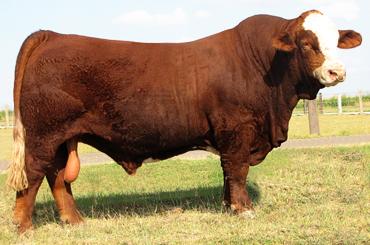 Sire - RSUN Cowboy Cassanova