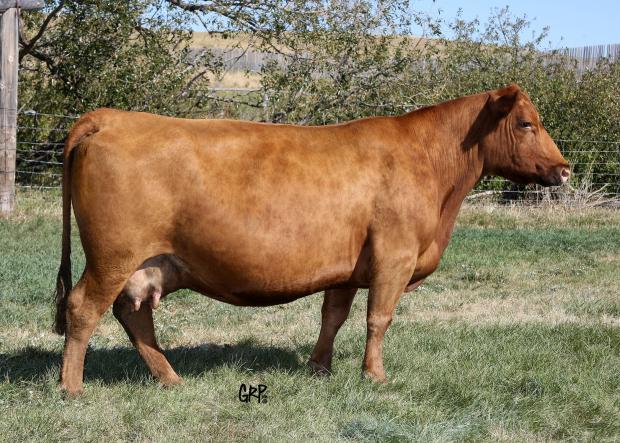 Shawnee 9124J - Donor Dam Pictured at 14 yrs of age
