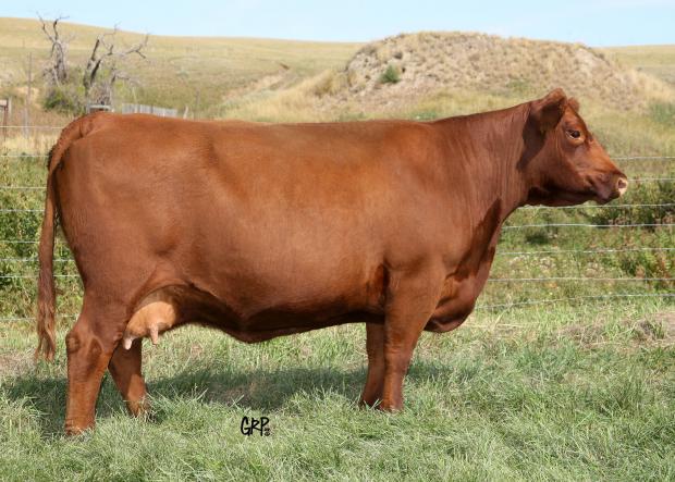 Ruby 16P - dam of embryos