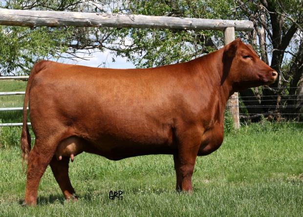 Red Six Mile Bayberry 256T - Indeed Daughter