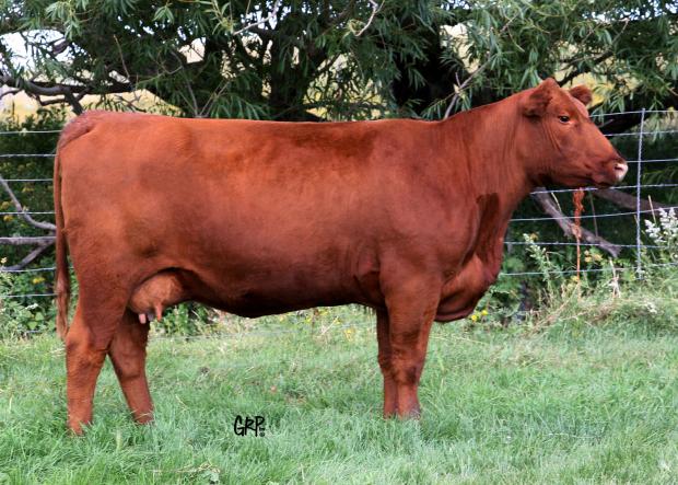 Lakoto 35W - Dam of Embryos