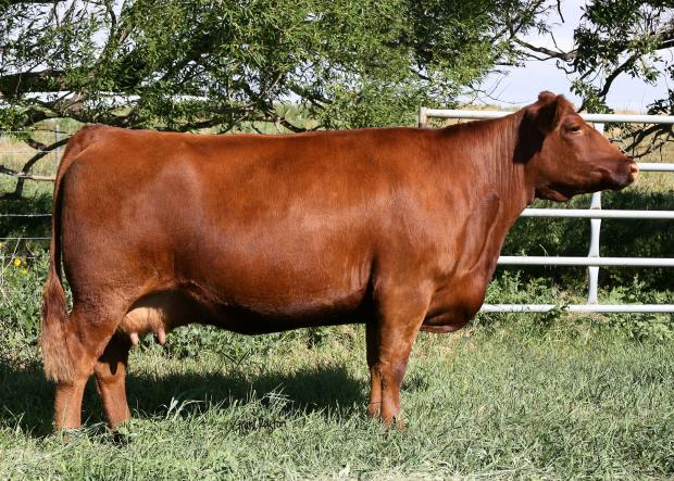 Lot 8 Embryos Combining Maternal Magic With Our Newest Sire Offering Cattle In Motion
