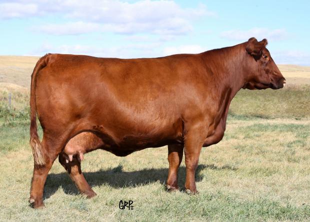Ruby 724S - Daughter of Donor Dam 16P 