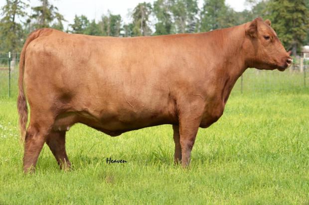 Red Stewart Lark 602S - Daughter of Donor Dam