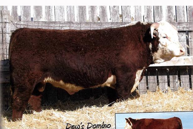 Sire of LXAA 12C