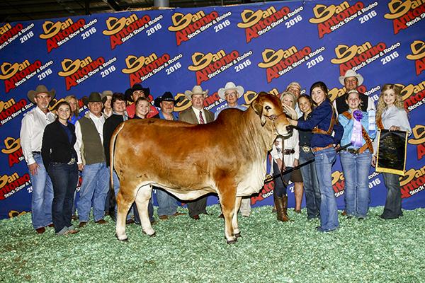 Dam: MORENO MS. LADY RITZ ON 544 - 2016 San Antonio Livestock Exposition Grand Champion