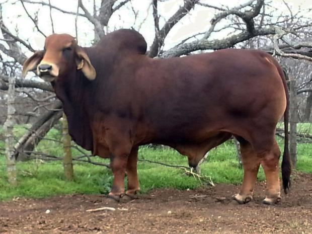 Maternal Grand Sire – SRS Private Practice