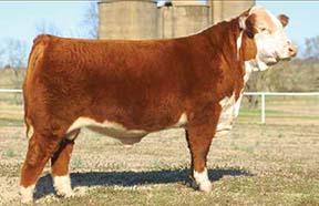 GV CMR STRONG 156T Y449 ET - Sire