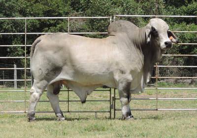 Sire - JDH MR SANDERSON MANSO