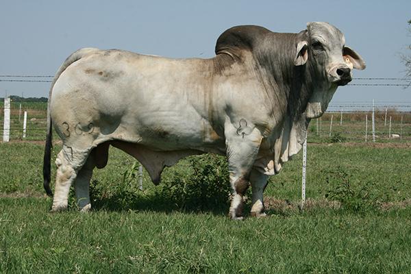 Sire - JDH Sir Corona Manso 369/7
