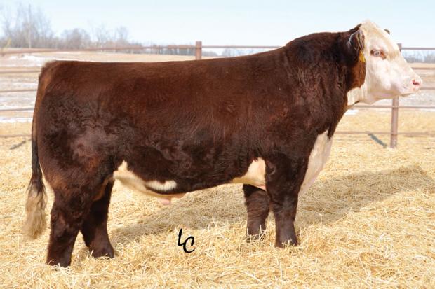 Sire - TH 71U 719T Mr Hereford 11x P43101172