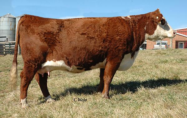 KCF Miss Proficient U224 - Maternal sister to embryos