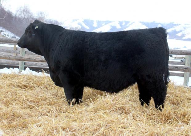 Lot 11 - LIBERTY 170B