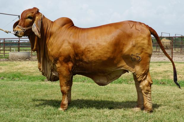 Full Flush Mate: VL Elena 4/65 / Intermediate Champion at the Washington County Fair 2015