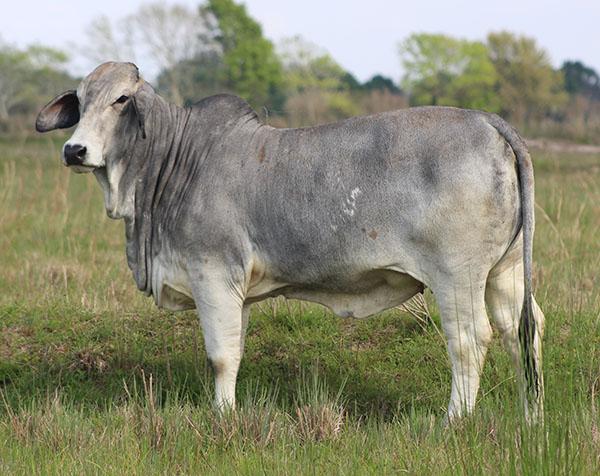 Miss Magda 139/5:  Donor Dam to 293/8 and top producing female at Watkins Cattle Co.  She was many time winner for Reilly Bolin