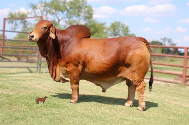 Mr WCC Maximus Rojo 82/4, former champion and full brother to “Foxy.” Maximus is siring top Brahman cattle and Brahman club calf