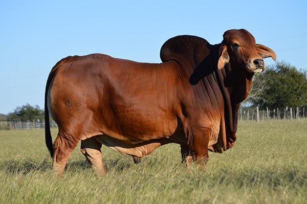 Two straws of Mr. WCC Maximus Rojo 82/4 sells with I.V.F for HK Ms X-RAy 820