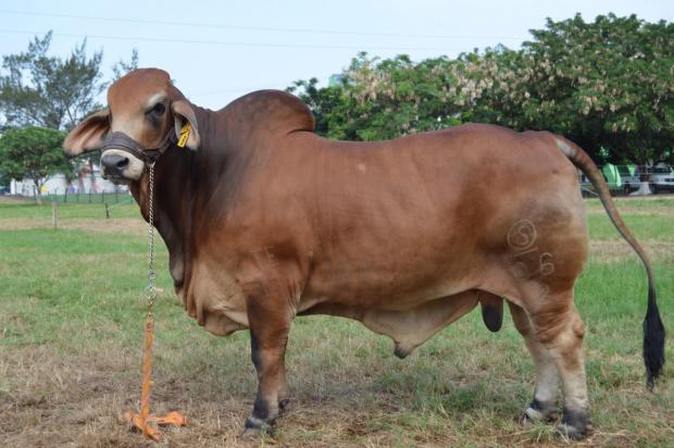 Son: Barron Rojo 184/09 / National Grand Champion Red Bull at Tabasco Mexico in 2012