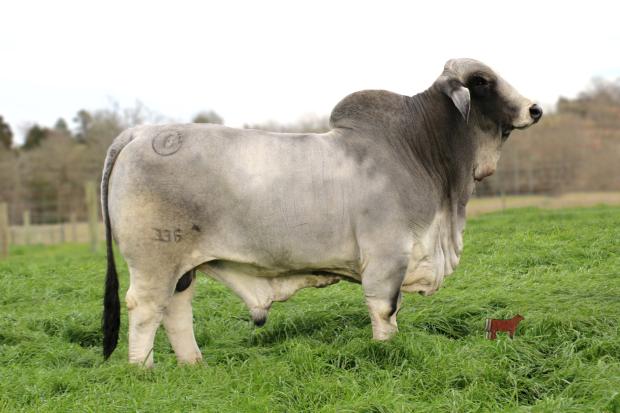 Sire: MR BER Cash 336