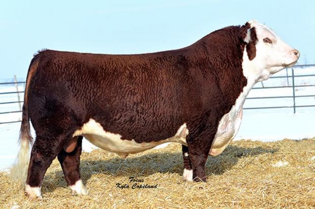 CRR 719 CATAPULT 109 - Sire of Embryos