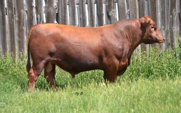 Sire - Red YY Designer 15X Sire - Red YY Designer 15X