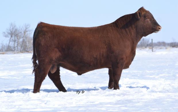 Sire - Red Redrich Sizzler 609Z Sire - Red Redrich Sizzler 609Z