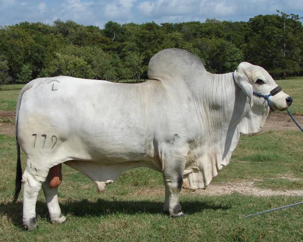 SIRE:  JDH MR MANSO 779/4