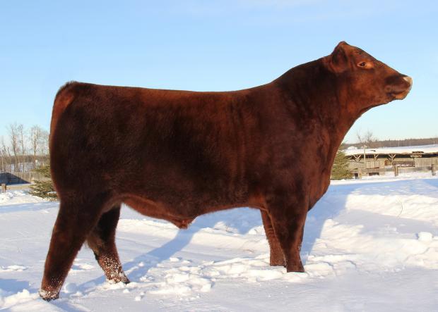 Full Sib to the embryo's: Red Northline CRSL Goodfella