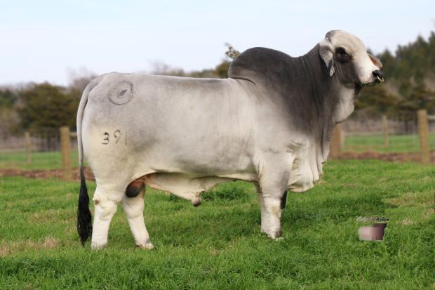 Service Sire: Mr BER Princeton 391