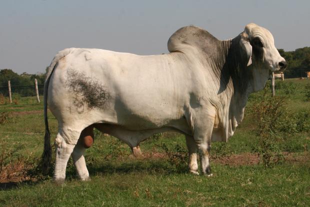 Sire - JDH Mr Manso 105