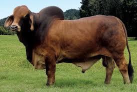 Sire - MR JS Rouge 493/5 "Redneck"