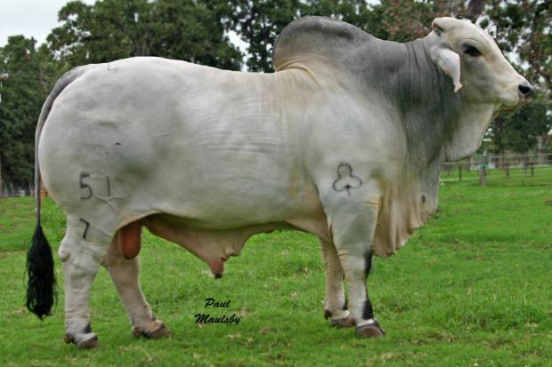 Sire - JDH Sir Shank Manso 51/7