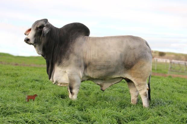 Sire: Me BER Trump 427
