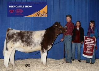 Senior Heifer Calf Champion at the Royal Agricultural Winter Fair