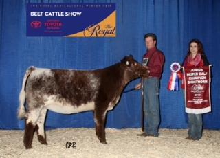 Junior Heifer Calf Champion at the Royal Agricultural Winter Fair