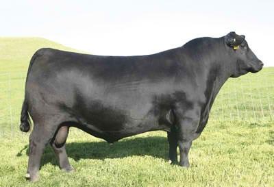 SAV Pioneer, sire of lot 7 SAV Pioneer, sire of lot 7