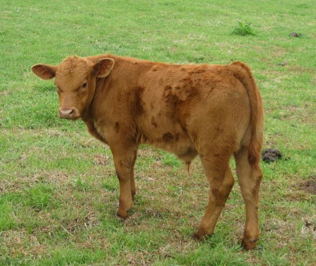 Progeny of Lot 2 Progeny of Lot 2